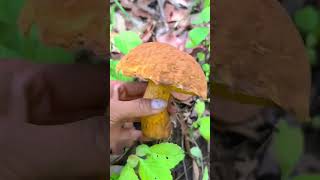 Immersive wild mushroom harvestin A gift from nature, so fulfilling #decompression #wildfood #fungi