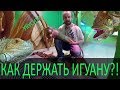 Как правильно фиксировать и переносить игуану на руках?!