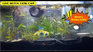 Live AquariumDumbo Halfmoon Betta, shrimps Mollies, Fry Trumpet SnailsFish Tank CamNo sound