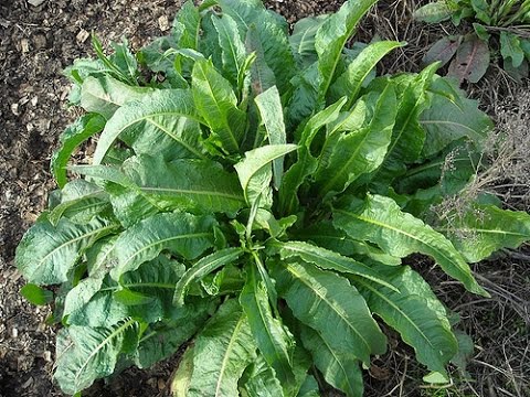 Video: División de plantas de acedera: ¿necesita dividir las plantas de acedera en el jardín?