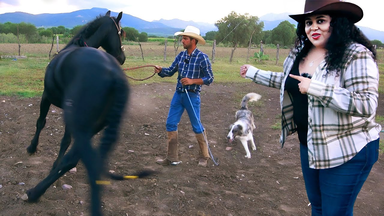 LOS AGARRO BRONCOS y les enseño DESDE CERO, CABALLOS DE ALTA ESCUELA