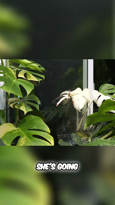 Bonus Lighting Tip: Bright Indirect Light for Plants