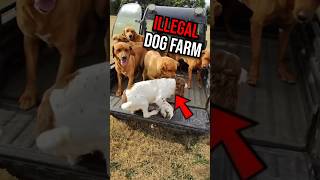 Inside a Dog Farm😳