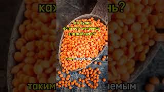 Чечевица #продукты #здоровье #пп #советы