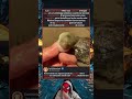EL MECANISMO DE DEFENSA DE LOS PECES GLOBO