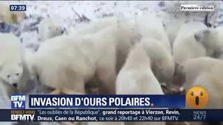 Des ours polaires affamés envahissent un archipel russe