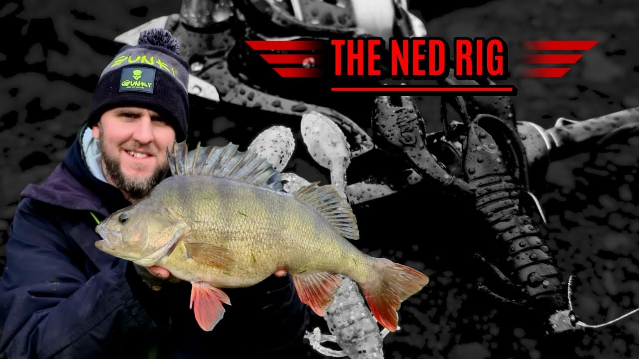 Catching big perch and pike on the Ned Rig! ( Tutorial ) - YouTube