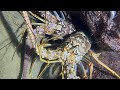 Diving under the sea to catch eels, crabs and sea cucumbers | Part 55-1