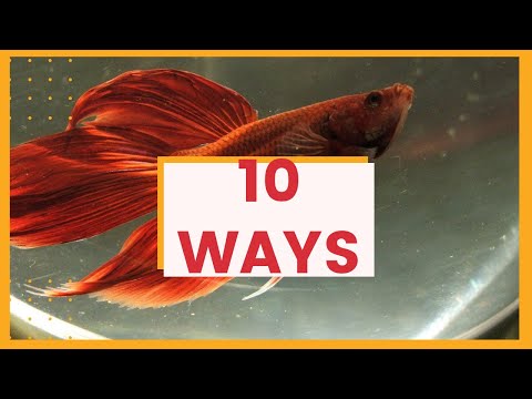 10 ways to tell if a betta fish is dying - Betta fish informational video