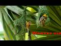 Weaver Bird build Nest 🥰😍🐦&zwj;⬛ Smartest warbler bird design grass into home perfectly Ep18