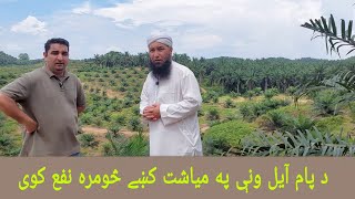 د پام آیل ونې په میاشت کښې څومره نفع کوی Palm Oil Trees Malaysia Stan Molana Yousuf