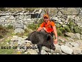 Best of de nol  5 minutes de tirs sur sangliers et chevreuils en battue 