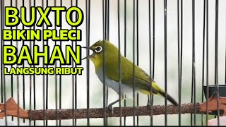 PANCINGAN PLECI AMPUH🔥GAK PAKE LAMA ,BIKIN PLECI LAIN EMOSI,PLECI BUXTO GACOR PLECI JANTAN MANGGIL