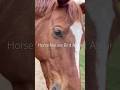 Horse Nature Bird Asmr #asmr #shorts