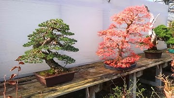 Vườn bonsai phong cách Châu Âu cực chất (Tập 2)