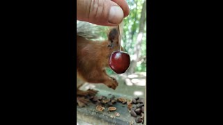 Будет ли белка есть черешню / Will the squirrel eat cherries