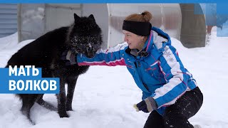 Стоит ли заводить канадских волков? | NGS.RU
