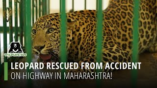 Leopard Rescued From Accident On Highway In Maharashtra!