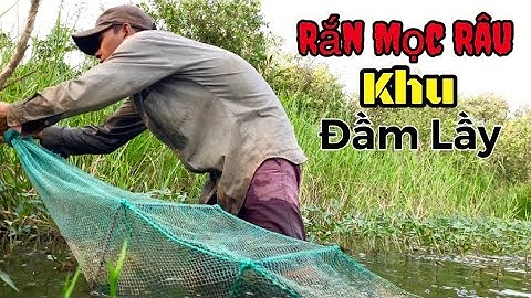 Bẫy Cá 12 cửa ngục khu đầm lầy - dính con rắn lạ có râu - Snake grows beard