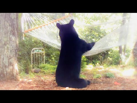 HAMMOCK BEAR SOLO