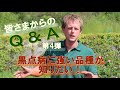 【Q&A】黒点病に強い品種が知りたい！裸苗は直接大きい鉢に植え付けてもいいんですか？