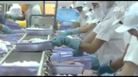 VTC14_Cá tra xuất khẩu lại bị cảnh báo có chất kháng sinh cấm