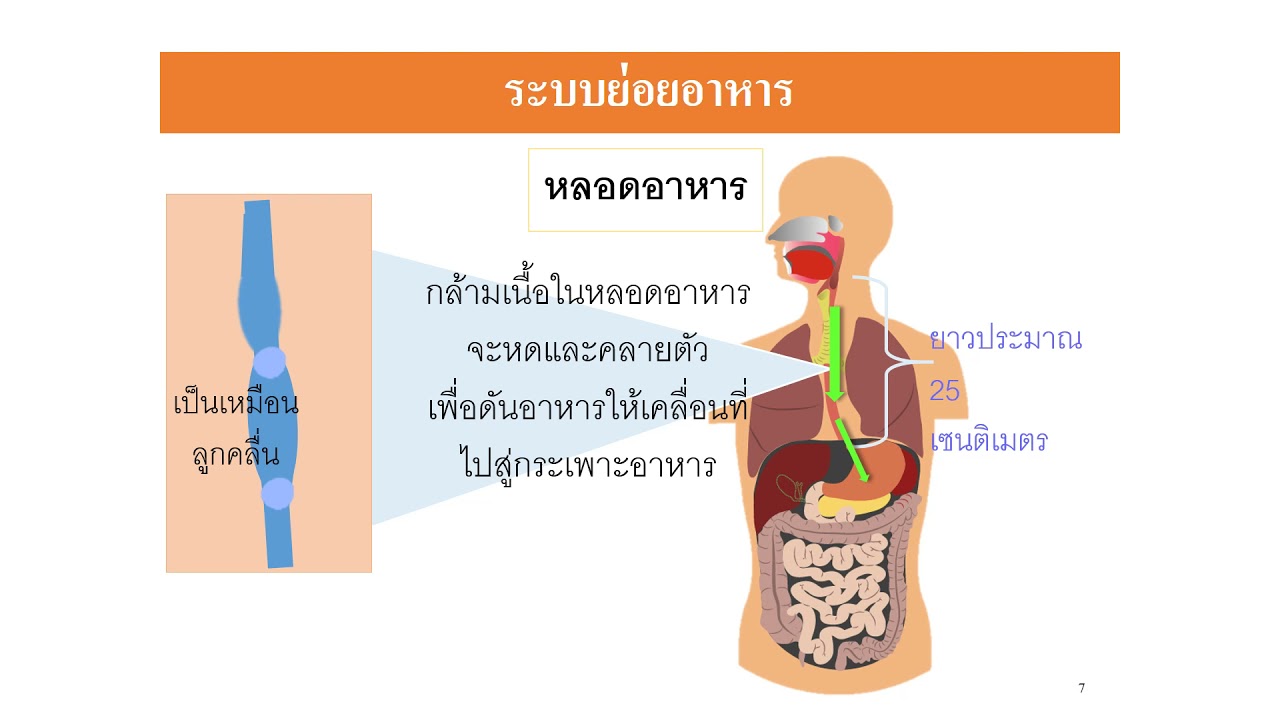 ความสำคัญของระบบย่อยอาหาร Update สุขศึกษา ระบบย่อยอาหาร ป 5 สัปดาห์ที่ 1