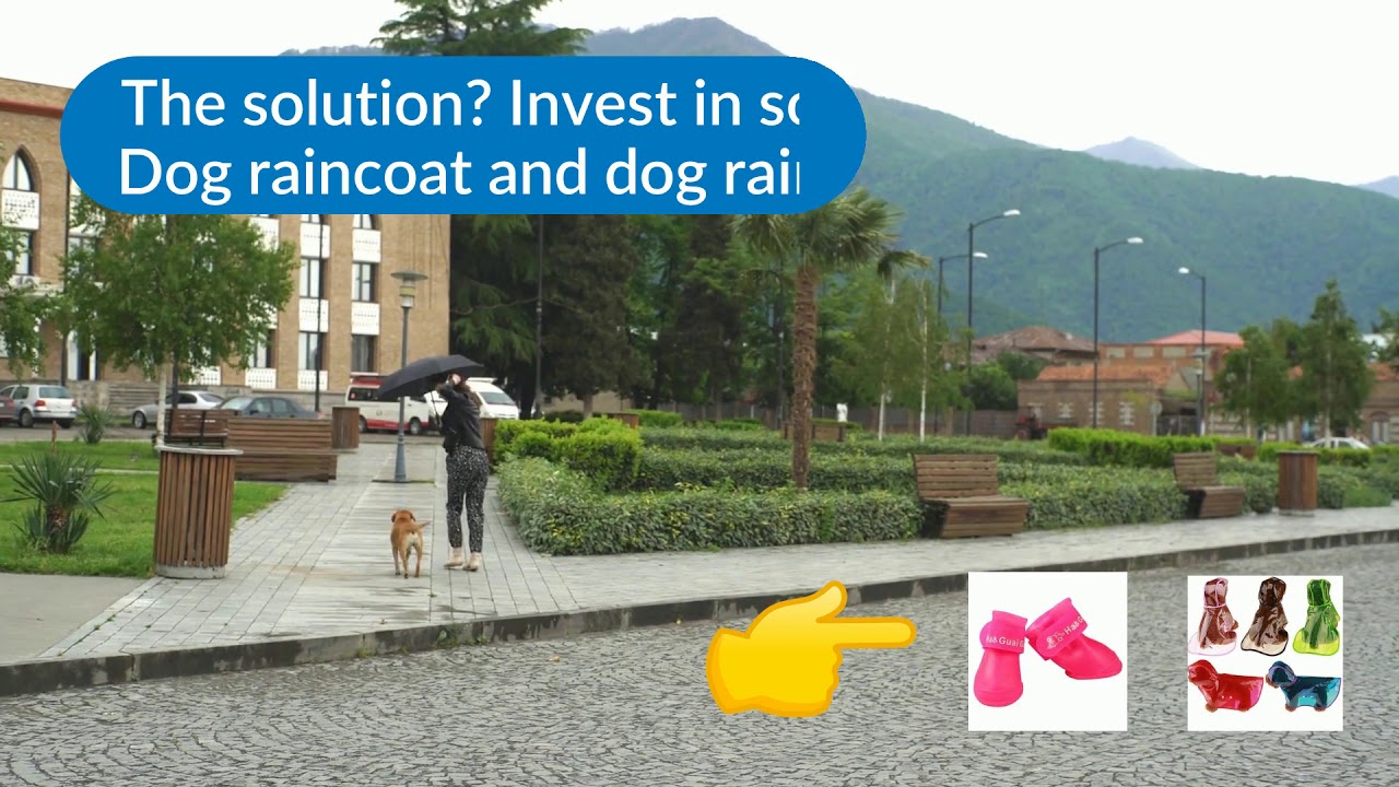 camera iphone 8 plus apk Get your dog geared up for Spring!!