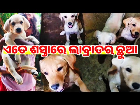 Best Low Price Labrador Retriever Available white and fawn color both male and female In Odisha