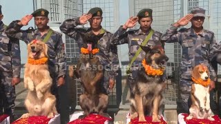 Police canines garlanded with flowers to celebrate Dog Day in Nepal