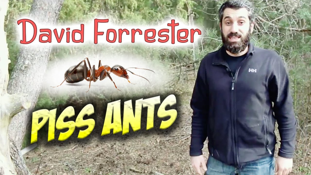 DAVID FORRESTER  PISS ANTS