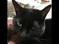 黒猫「ちあきなおみ」を歌う&rarr;【歌う黒猫】翼の歌「ちあきなおみ/喝采」※黒猫日記-18日目