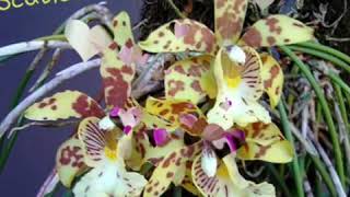 Мой мир  орхидей.Ванда,Фалинопсис.