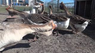 09.04.2020. Holmogory geese from Olympus farm.