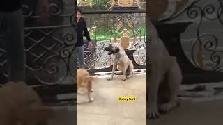 Anjing Raksasa Lucky Hakim  Kangal Dog