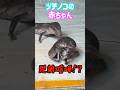 ツチノコの赤ちゃん、兄弟喧嘩！？ #爬虫類 #reptiles #shorts #トカゲ #ふじぴこ