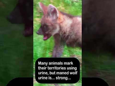 The maned wolf is the epitome of a stinky little baby! #manedwolf #wolf #stinkylittlebaby