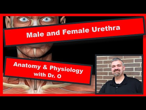 Video: Perbedaan Antara Anatomi Uretra Pria Dan Wanita