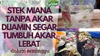 Cara Menanam Stek Bunga Hias Miana Tanpa Akar | Oke Tips