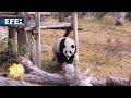 Dos pandas gigantes viajan desde China a España