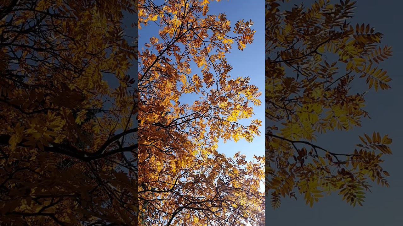 ♥️КРАСКИ ОСЕНИ