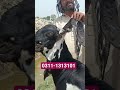 Breeder for sale in sahiwal #goatfarming #breeder #beautifullgoats