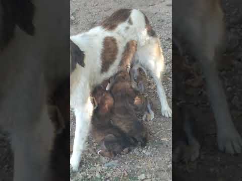Köpek Yavrularının annesini emme mücadelesi