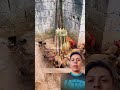 Evita que tus gallinas desperdicien comida 🐔