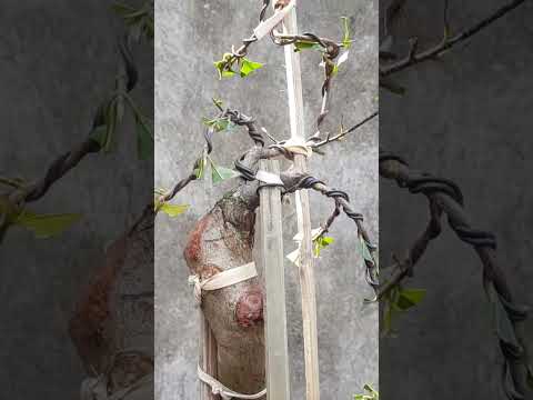 Video Bonsai dáng văn nhân - youtube