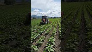 Ayçiçeği Çapası