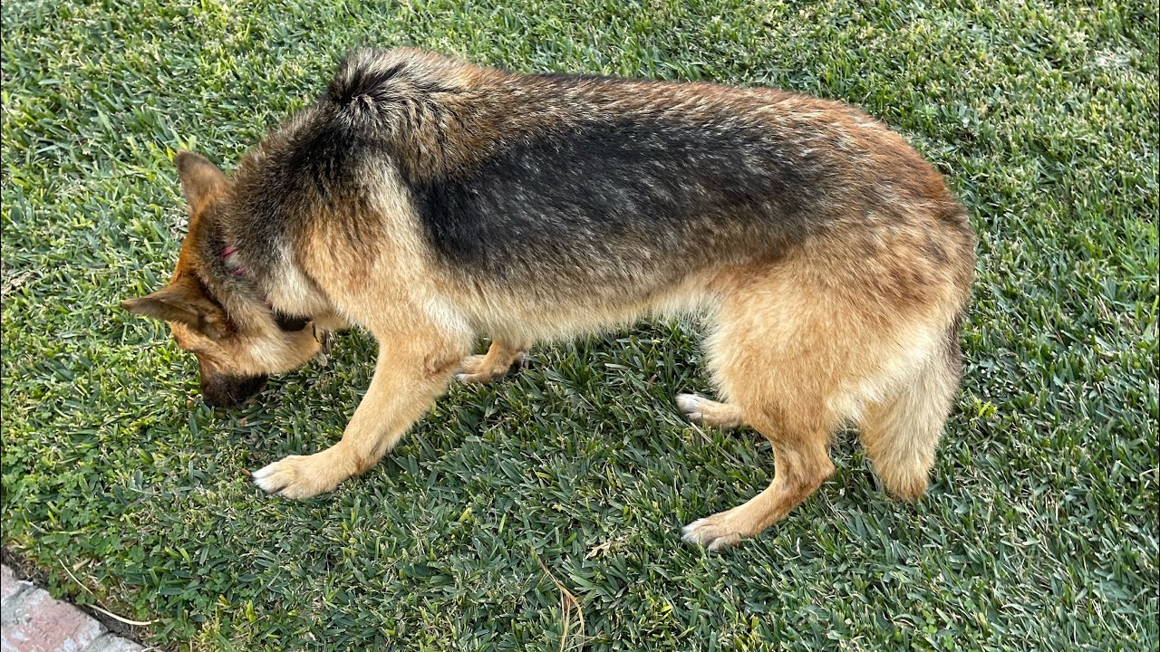 afloia-dog-grooming-kit-honest-review-and-test-on-german-shepard-youtube