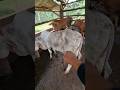 wow!!! Inject vitamin memacu pertumbuhan  pada sapi monster #animals #shorts #sapi