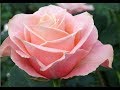 Roses Pic Pink Of A