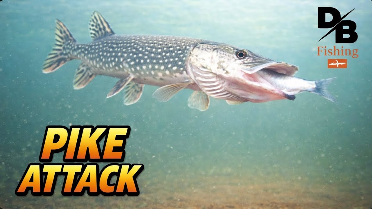 UNDERWATER CAMERA PIKE! | TIP UP FISHING WITH THE FINICKY FOOLER